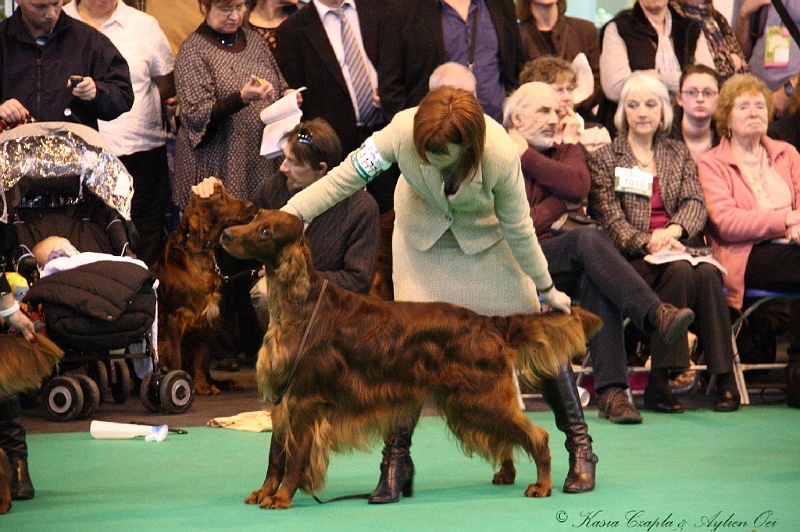 Crufts2011_2 076.jpg